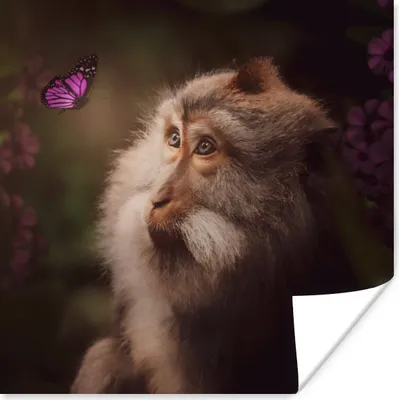 Produktbild von MuchoWow® Poster Schmetterling - Affe - Natur 50x50 cm - Wohnzimmerdekoration
