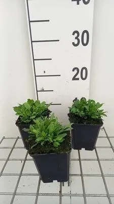 Produktbild von 6 x  Silene schafta 'Splendens' - Silene - Topf 9 x 9 cm