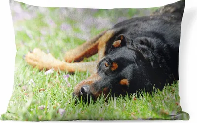 Produktbild von MuchoWow® Outdoor Kissen - Ein Rottweiler liegt im Gras - 60x40 cm - Wetterfest - Lounge Kissen - Zierkissen - Kissen für Innenräume
