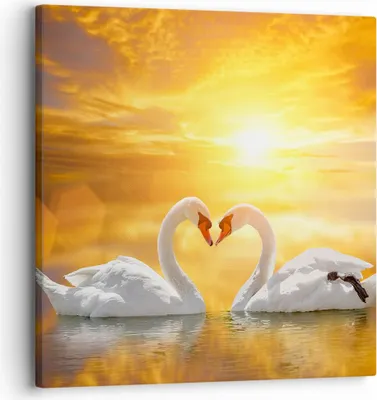 Produktbild von Bild auf Leinwand - Leinwandbild - Schwan Wasser Paar - 30x30cm - Wand Bild - Wanddeko - Wandbilder - Leinwanddruck - Bilder - Kunstdruck - Wanddekoration - Leinwand bilder - Wandkunst - AC30x30-3872