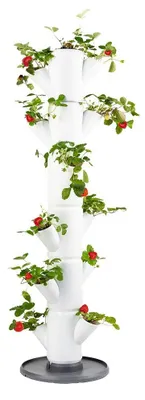 Image de Culture verticale de fraises pour balcon et jardin