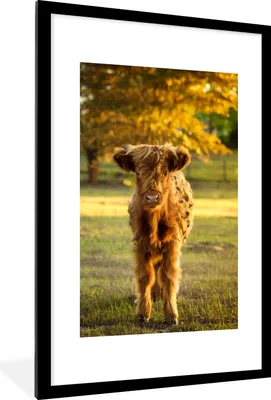 Produktbild von MuchoWow® Gerahmtes Poster Schottischer Highlander - Kalb - Herbst 60x90 cm - Poster mit Schwarzem Bilderrahmen Wandposter Rahmen Foto Bilder - Dekoration - Wandposter Wohnzimmer - Hochwertig