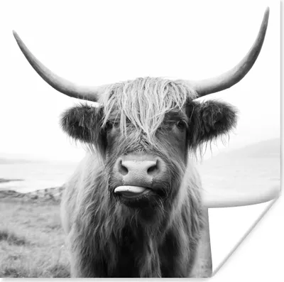 Produktbild von MuchoWow® Poster Tiere - Schottischer Highlander - Kuh - Schwarz - Weiß 50x50 cm - Wohnzimmerdekoration
