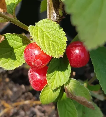 Image de Prunus tomentosa / Ragouminier