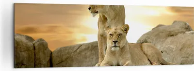 Produktbild von Bild auf Leinwand - Leinwandbild - Löwen Sonnenuntergang Felsen Krallen - 160x50cm - Wand Bild - Wanddeko - Leinwanddruck - Bilder - Kunstdruck - Leinwand bilder - Wandkunst - AB160x50-2958