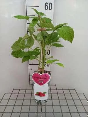 Zdjęcie produktu dla Rubus id. 'Willamette' - Malina 'Willamette' | 25 cm w doniczce