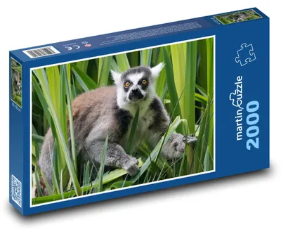 Produktbild von Puzzle 2000 Lemur in tropischer Vegetation - martinpuzzle