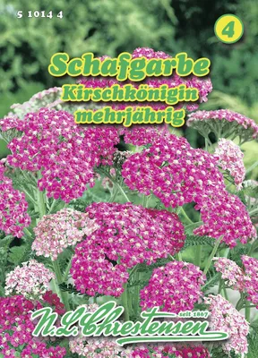 Produktbild von Schafgarbe Kirschkönigin | Blumensamen von N.L. Chrestensen