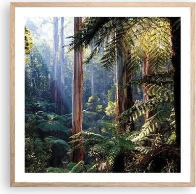 Produktbild von Gerahmtes Poster - Rahmen in heller Eiche - Morgendämmerung Bäume Wald - 60x60 cm - Wand Bild - Wanddeko - Wandbilder - Kunstposter - Wandposter - Bilderrahmen - Bilder - Kunstdruck - P2NAC60x60-4403