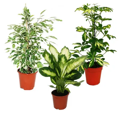 Produktbild von Zimmerpflanzen-Trio Weißbunt Set mit 3 versch. panaschierten Pflanzen Dieffenbachia Schefflera Ficus