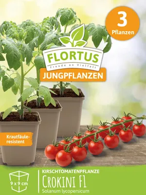 Produktbild von Kirschtomatenpflanze Crokini F1 | Tomatenpflanzen von FLORTUS, Menge:3 Pflanzen