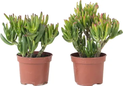 Image de Arbre de jade - Lot 2 - Crassula ovata 'Hobbit' - Hauteur 10-20cm - ⌀12cm