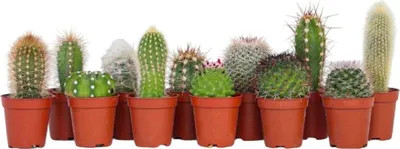 Produktbild von Mini Kakteen - 12 Stk - Cactus - Höhe 5-10cm - ⌀6cm