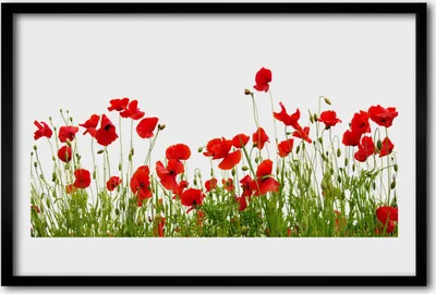 Produktbild von Bild 60x40 MDF-Rahmen Wandkunst Mohnblumen Wiese Natur
