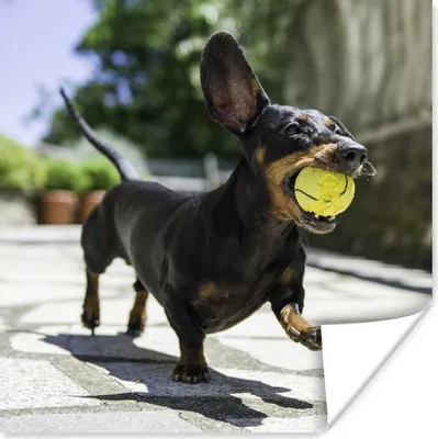 Produktbild von MuchoWow® Poster Ein schwarzer Dachshund mit einem Tennisball 75x75 cm - Wand Dekoration