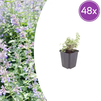Produktbild von Nepeta faassenii - Katzenminze - Winterhart - Lavendelblaue Blüten - Pflegeleicht - Bienenfreundlich - 48 Pflanzen - Höhe 10-25 cm - Ø 9 cm