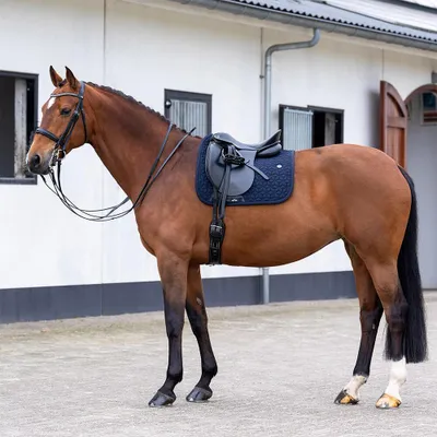 Produktbild von HV Polo Schabracke HVPEssential DR, Größe:Warmblut, Farbe:Navy