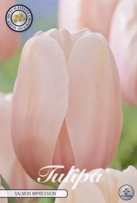 Artikelbild 2 von 'Tulpe Salmon Impression (10 Stück)' aus der Kategorie Tulpenzwiebeln