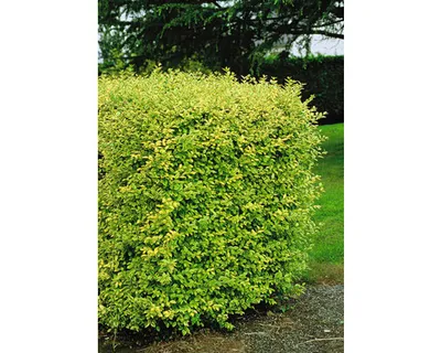 A well-maintained, dense hedge in a garden setting.