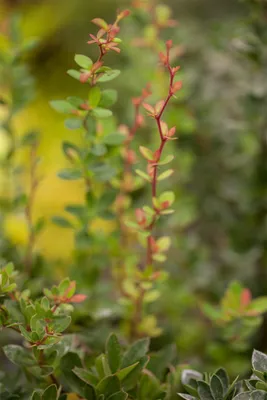Produktbild von Berberis buxifolia 'Nana', Zwerg-Berberitze, kompakt, 30–40 cm