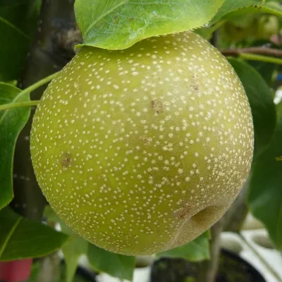 Produktbild von Nashi Shinko Buschbaum 110-140 cm