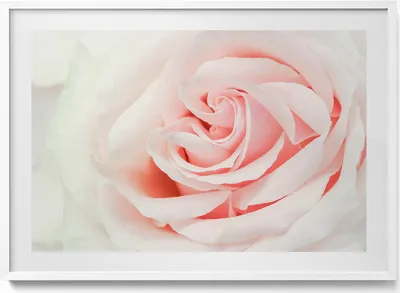 Produktbild von Nahaufnahme von Rosenblüten– Wandbild mit Rahmen – Gerahmtes Bild  – Wanddekoration – 100x70 cm –  Weiß Rahmen