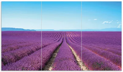Produktbild von Wallario Herdabdeckplatte aus Glas, Größe 90 x 52 cm 3-teilig, Motiv Lavendelfeld unter blauem Himmel