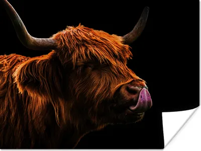 Produktbild von MuchoWow® Poster Schottischer Highlander - Zunge - Nase 120x90 cm - Wandbild