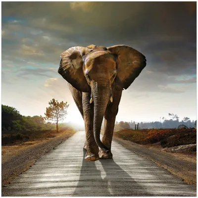 Produktbild von Wallario Memoboard Magnettafel aus Glas, Größe 50 x 50 cm, Motiv Elefant bei Sonnenaufgang in Afrika