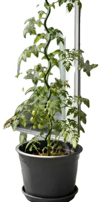 Imagen del producto de Varillas de soporte para plantas, metal duradero, diseño en espiral, color verde