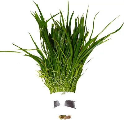 Produktbild von 1 Bund Brachsenkraut (Isoetes velata)