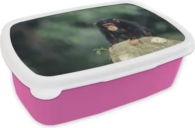 Produktbild von KitchenYeah® Lunchbox Brotzeit Brotdose 17x11 cm Nahaufnahme Schimpansenaffe auf einem Stein Kinder Brotzeitdose - Lunchpaket - Brotkasten  - Sandwich Box