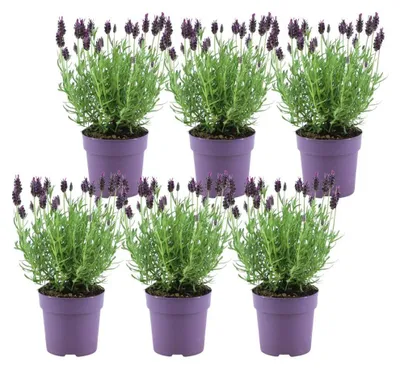 Obrázek produktu pro Levandule pravá (Lavandula stoechas) Anouk – 6 rostlin – voňavá levandule trsnatá – Ø 12 cm – mrazuvzdorná – do zahrady, na terasu a balkon