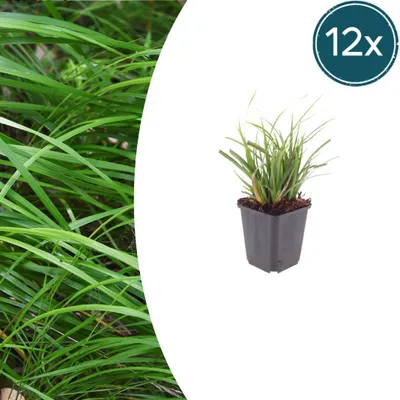 Obrázok produktu pre Carex morrowii – japonská ostřice – 9 cm kvetináč – výška 10–25 cm – sada 12 rastlín