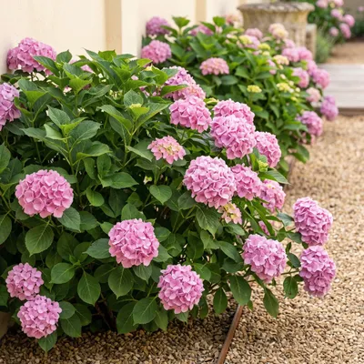 Image de Green boutiQ - Hortensia - Hydrangea macrophylla Pink - Bloem Roze - 1 Plant - Bladverliezend - Weinig Onderhoud - Pot 17cm Hoogte 30cm