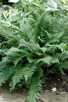 Produktbild von Dryopteris filix-mas 'Mexico', Wurmfarn, 30–40 cm