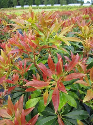 Produktbild von Pieris japonica Red Mill - Schattenglöckchen Red Mill - 30-40
