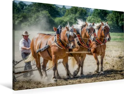 Produktbild von Calvendo Textil-Leinwand 90 cm x 60 cm quer Feldarbeit zu Pferde, Gaymard Alain; 7372400