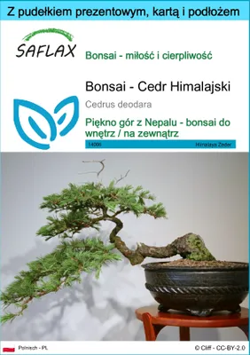 Zdjęcie produktu dla SAFLAX - Zestaw prezentowy - Bonsai - Cedr Himalajski - 35 Nasiona - Z pudełkiem upominkowym, etykietą wysyłkową, kartą podarunkową i podłożem uprawowym - Cedrus deodara