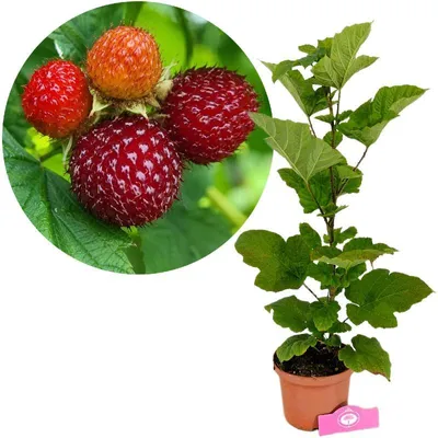 Produktbild von Rubus idaeus ‘Raspberry Tower’, Säulenhimbeere, 2-Liter-Topf