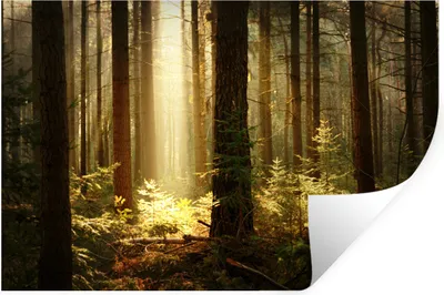 Produktbild von MuchoWow® Wandtattoo Wandsticker Wandaufkleber Wald - Bäume - Sonne 60x40 cm Selbstklebend und Repositionierbar - Wierderverwendbar - Selbstklebend
