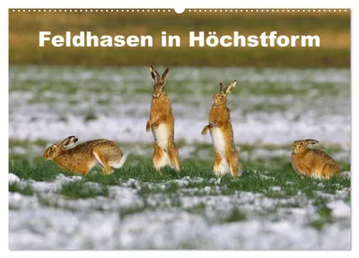 Produktbild von Feldhasen in Höchstform (Wandkalender 2027 DIN A2 quer), CALVENDO Monatskalender
