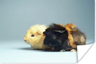 Produktbild von MuchoWow® Poster Zwei kleine Meerschweinchen 160x120 cm - Foto Plakat