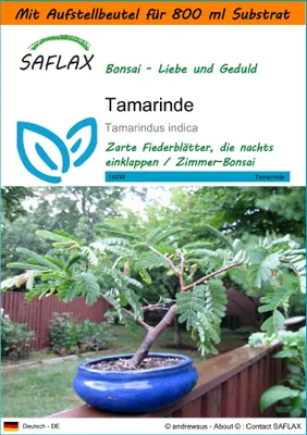 Produktbild von SAFLAX - Garden in the Bag - Bonsai - Tamarinde - 4 Samen - Mit Anzuchtsubstrat im praktischen, selbst aufstellenden Beutel - Tamarindus indica