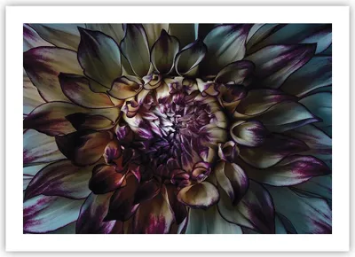 Produktbild von Poster - Poster ohne Rahmen - Blätter Agave Blume - 70x50 cm - Wand Bild - Wanddeko - Wandbilder - Kunstposter - Wandposter - Bilder - Kunstdruck - Wanddekoration - Wandbild - P2XAA70x50-5122