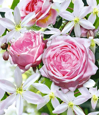Produktbild von BALDUR Garten 2er Set Kletterrose & Klematis: Clematis Armandii & Rose Nahéma®, Pflanzen, mehrjährige blühende Kletterpflanzen, wunderschöne Blütenpracht, winterhart, bienenfreundlich, blühend