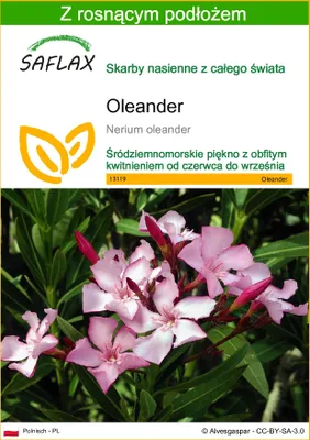 Zdjęcie produktu dla SAFLAX - Oleander - 50 Nasiona - Z podłożem uprawowym wolnym od zarazków - Nerium oleander
