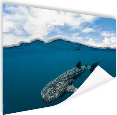 Produktbild von MuchoWow® Poster Walhai an der Oberfläche 120x80 cm - Bilder