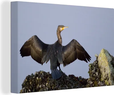 Obrázok produktu pre OneMillionCanvasses® - Obrazy na plátne - 140x90 cm, Kormorán čiernokrký rozprestiera krídla, nástenné umenie Print Wall Decoration