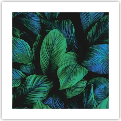 Produktbild von Poster - Poster ohne Rahmen - Blätter Pflanzen Exotik - 40x40 cm - Wand Bild - Wanddeko - Wandbilder - Kunstposter - Wandposter - Bilder - Kunstdruck - Wanddekoration - Wandbild - P2XAC40x40-5066